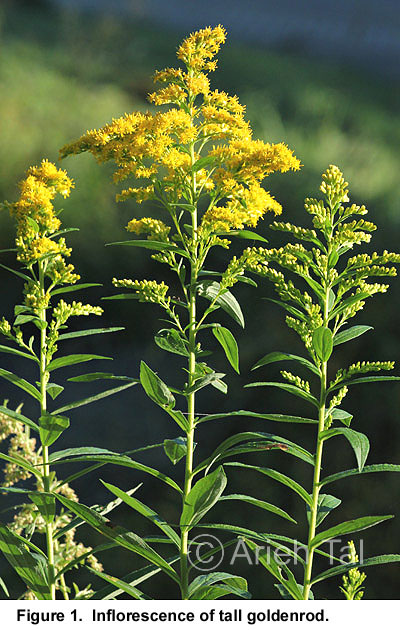 Solidago altissima