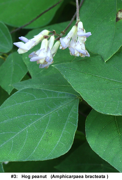 Amphicarpaea bracteata in bloom