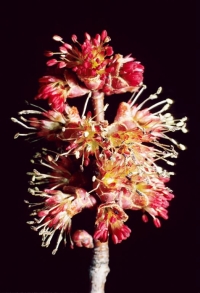 Acer rubrum flower