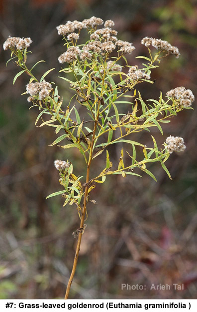 Euthamia graminifolia in fall