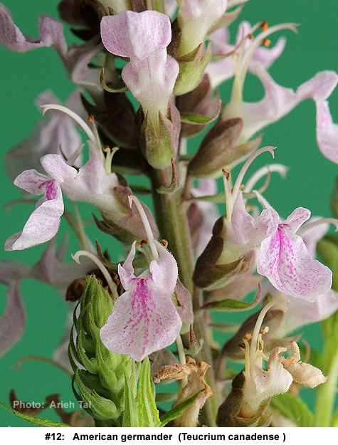 Teucrium canadense flower closeup