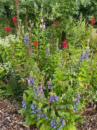 Carleton native plant garden