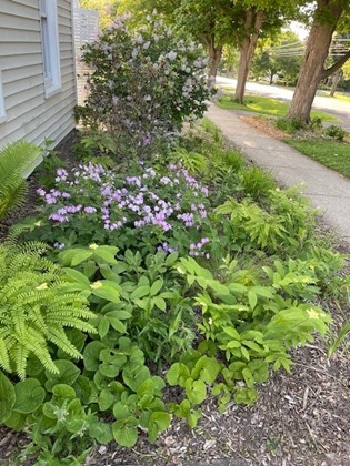 Carleton native plant garden