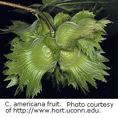 Corylus americana fruit