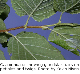 Corylus americana leaf, twig, glandular hairs