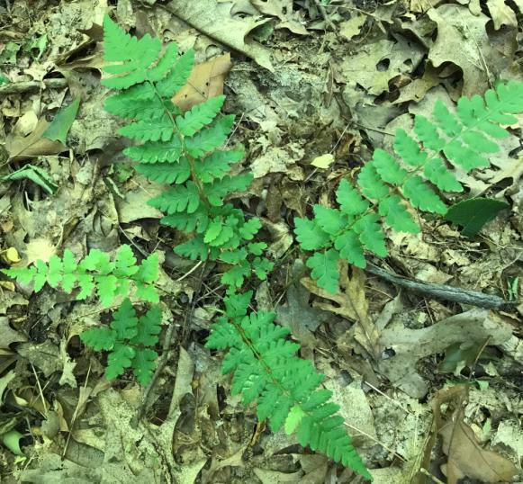 wood fern