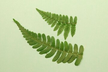 Dryopteris leaves
