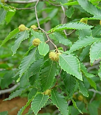 Fagus grandifoliabranch with fruit