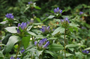 Gentiana clausa in flower