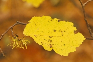 Hamamelis virginiana leaf, flower