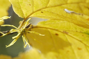 H. virginiana flower closeup