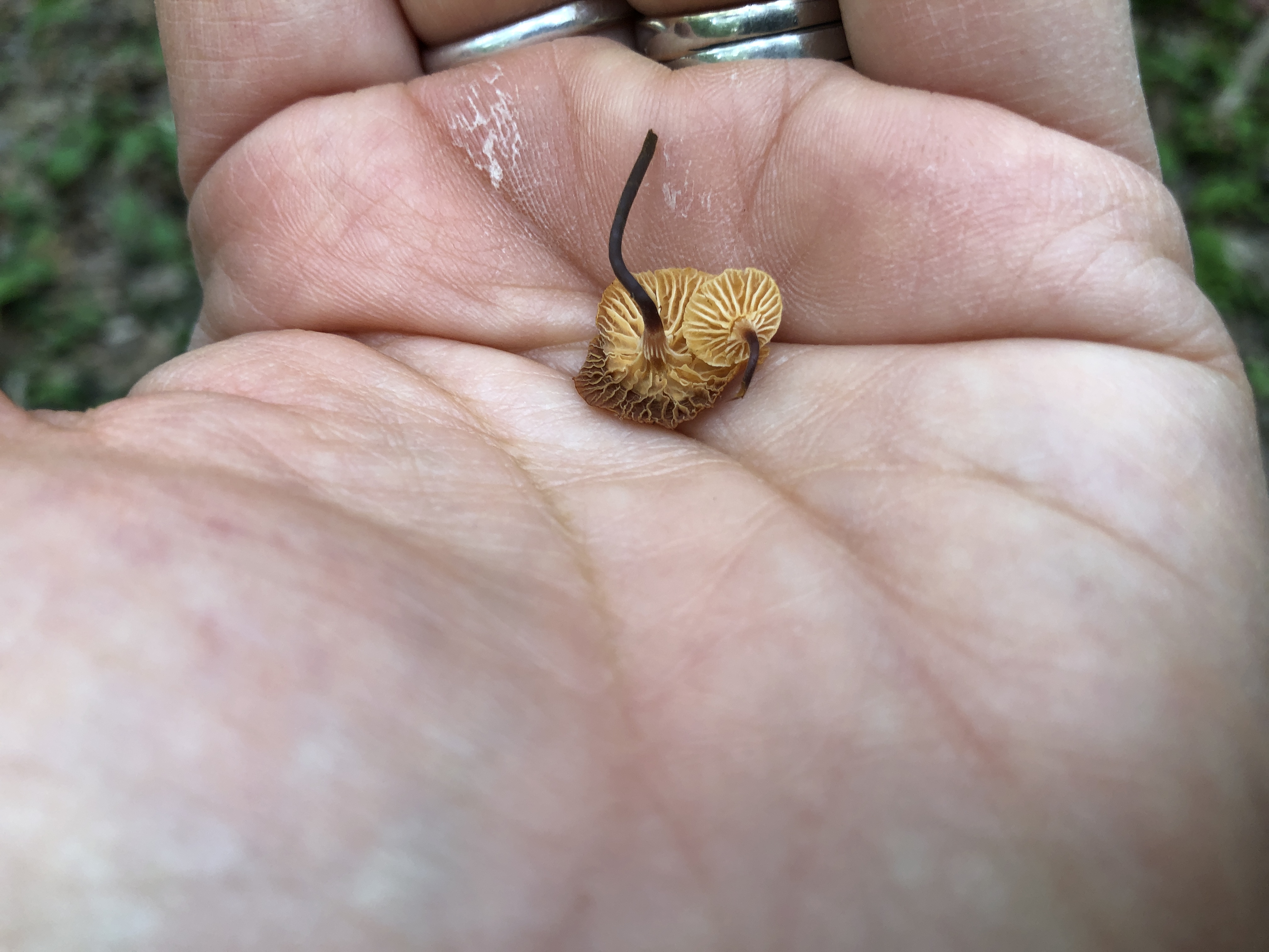 very small gilled mushroom