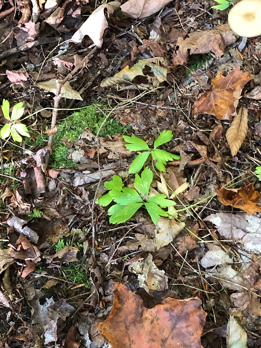 lobed leaves, no flowers