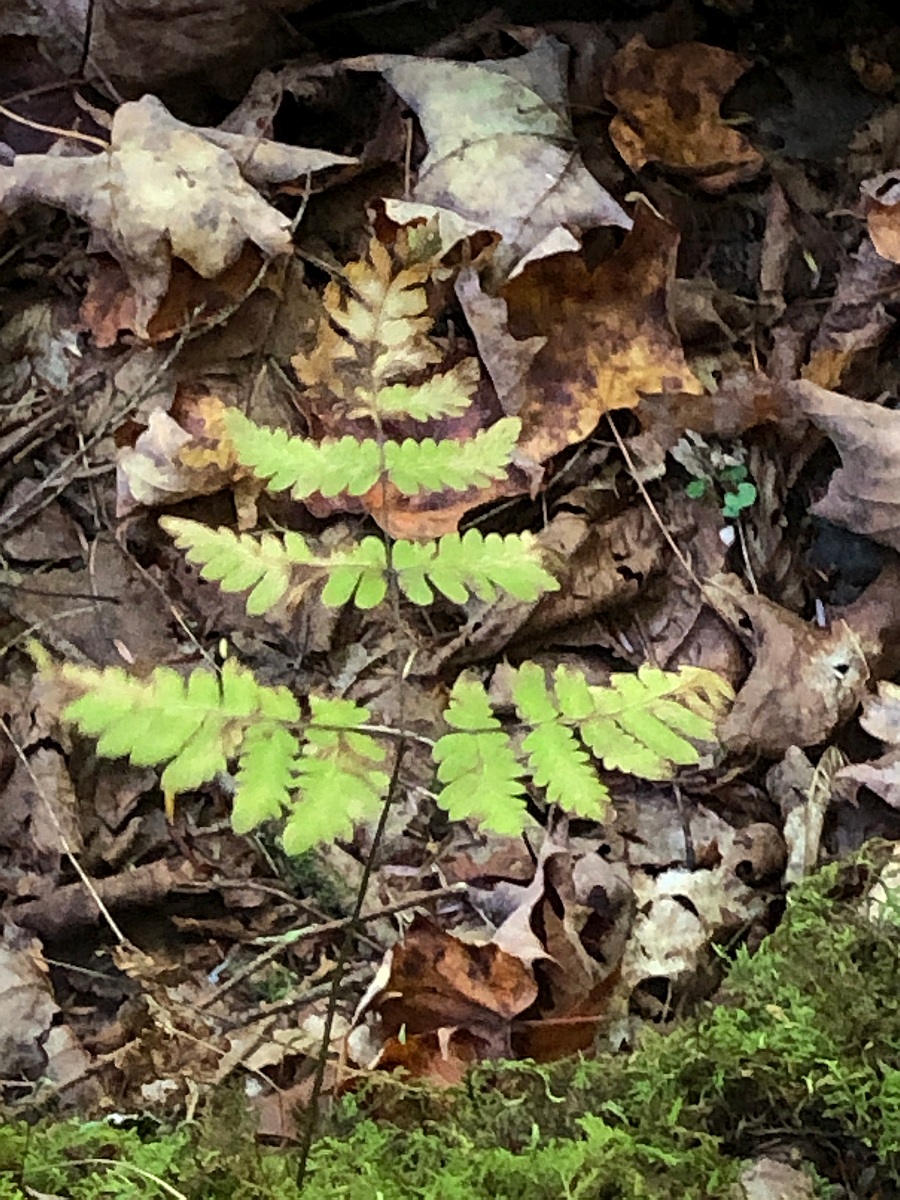 triangular fern frond