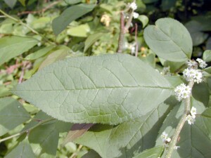 Ilex verticillata leaf