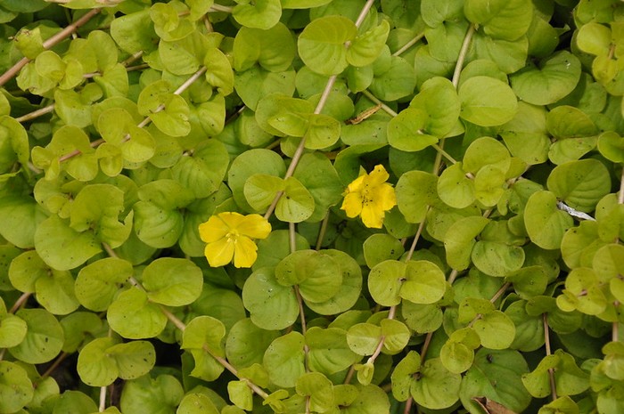 light lime green leaves, yellow flowers