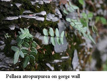 Pellaea atropurpurea on gorge wall
