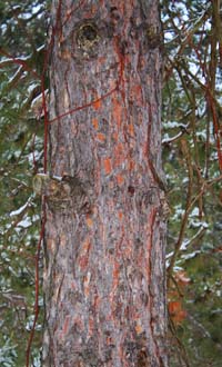 Bark of an older red pine