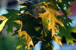 Quercus rubra leaves