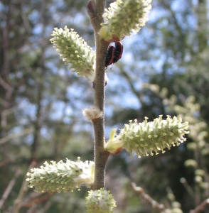 Salix humilis "female" catkin 