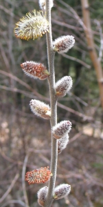 Salix humilis "male" staminate catkin