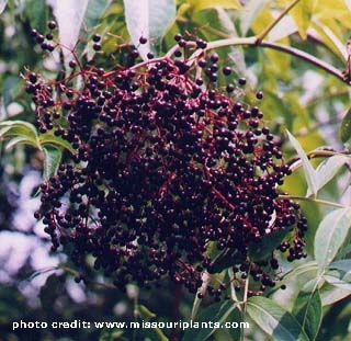 black elderberry fruit