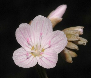 Spring Beauty flower closeup