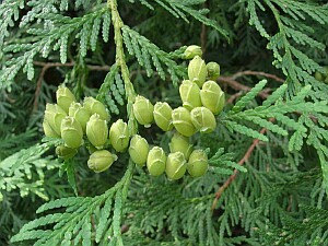 Thuja occidentalis green cones/flowers
