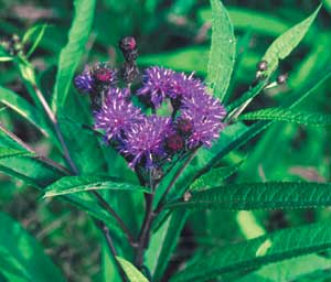 NY ironweed flower and leaf