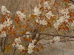 Amelanchier laevis spring foliage