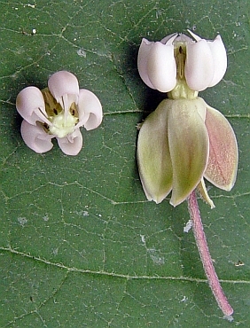 asclepias exaltata flower macro