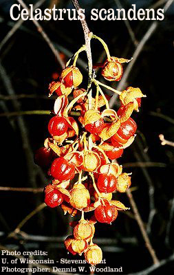 Celastrus scandens fruit close-up