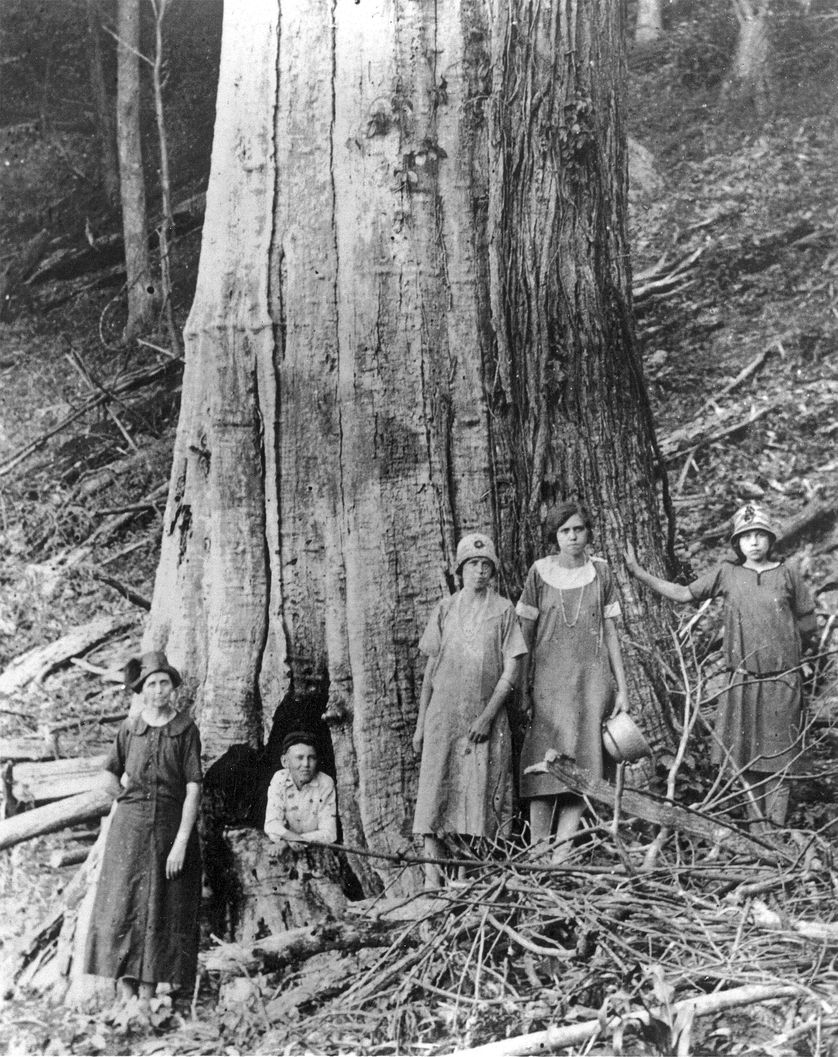 Chestnuts were truly forest giants