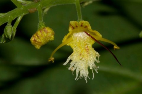closeup of Collinsonia flower