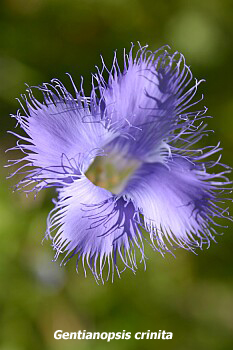 Gentianopsis crinita flower close-up