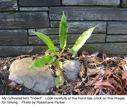 forked tip harts tongue fern in garden
