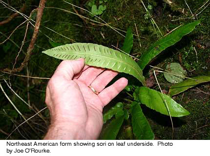 harts tongue fern sori, NY 