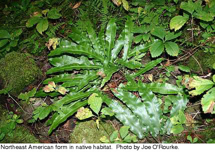 NY harts tongue fern habit