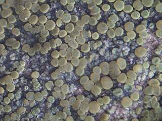 lichen caloplaca