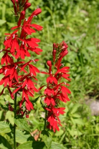 Lobelia cardinalis flower closeup
