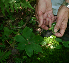 Medeola virginiana whole plant