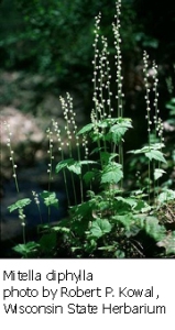 Mitella diphylla plant