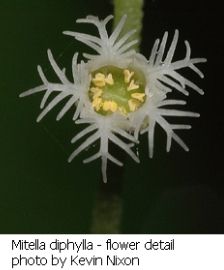 Mitella diphylla flower close-up