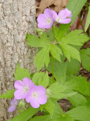 Geranium maculatum