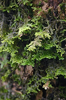 Porella platyphylla "stands out" on trees