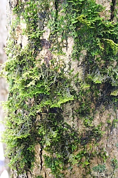Porella platyphylla on tree bark