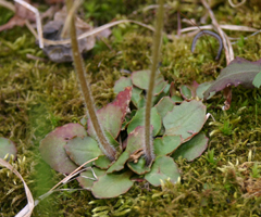 saxifraga virginiensis basal rosette