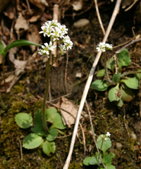 early saxifrage whole plant