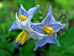 blue solanum caroliniense flower