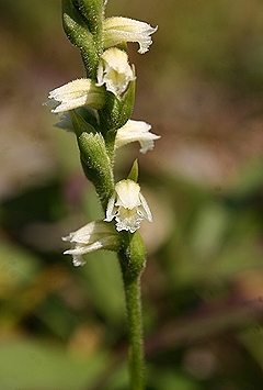 Spiranthes casei flower